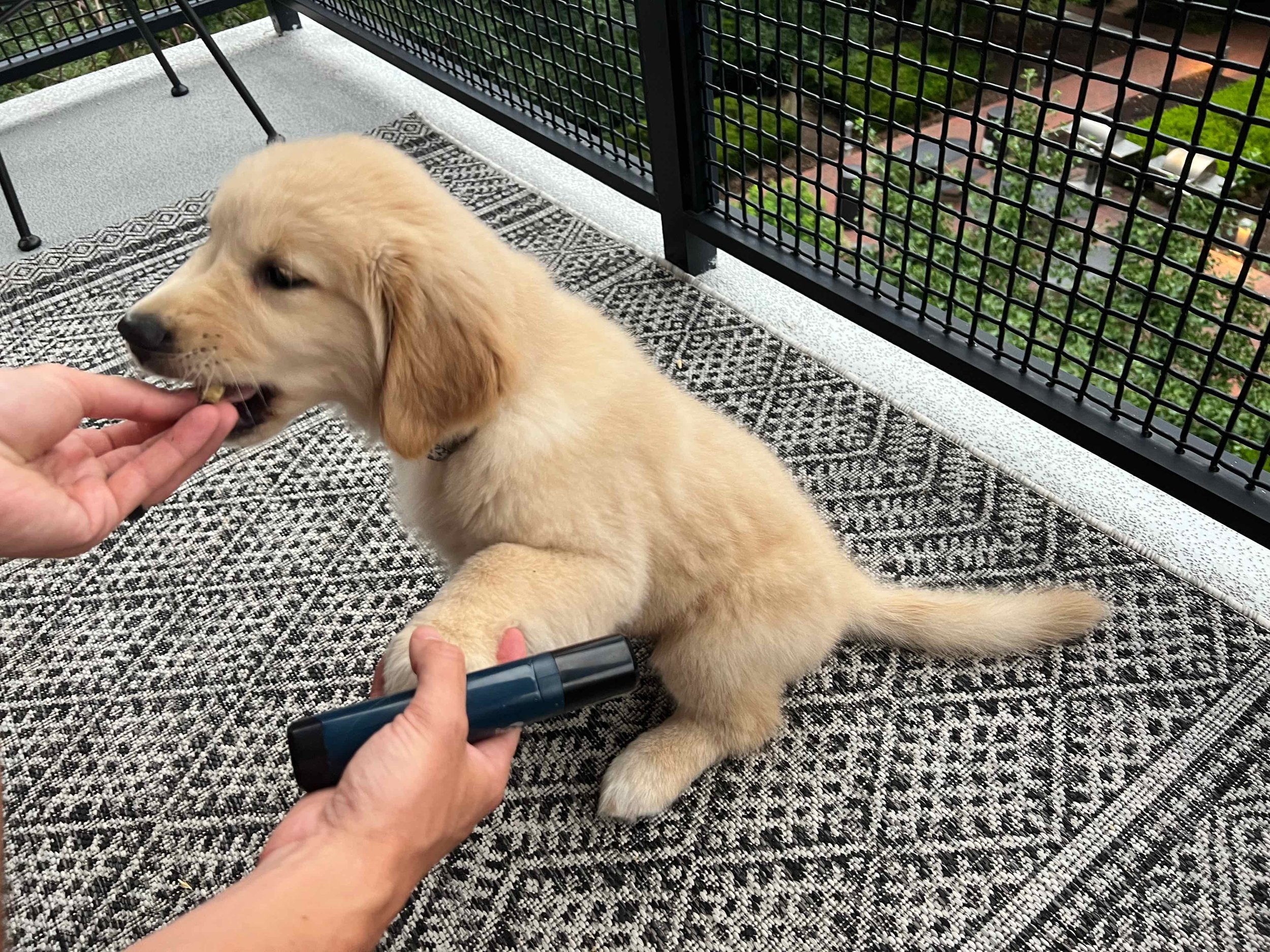 DIY Nail Trimming for Dogs A Step by Step Guide with Positive Reinforcement Golden Retriever Life
